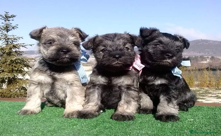 Schnauzer Miniatura perros - Anuncio 1