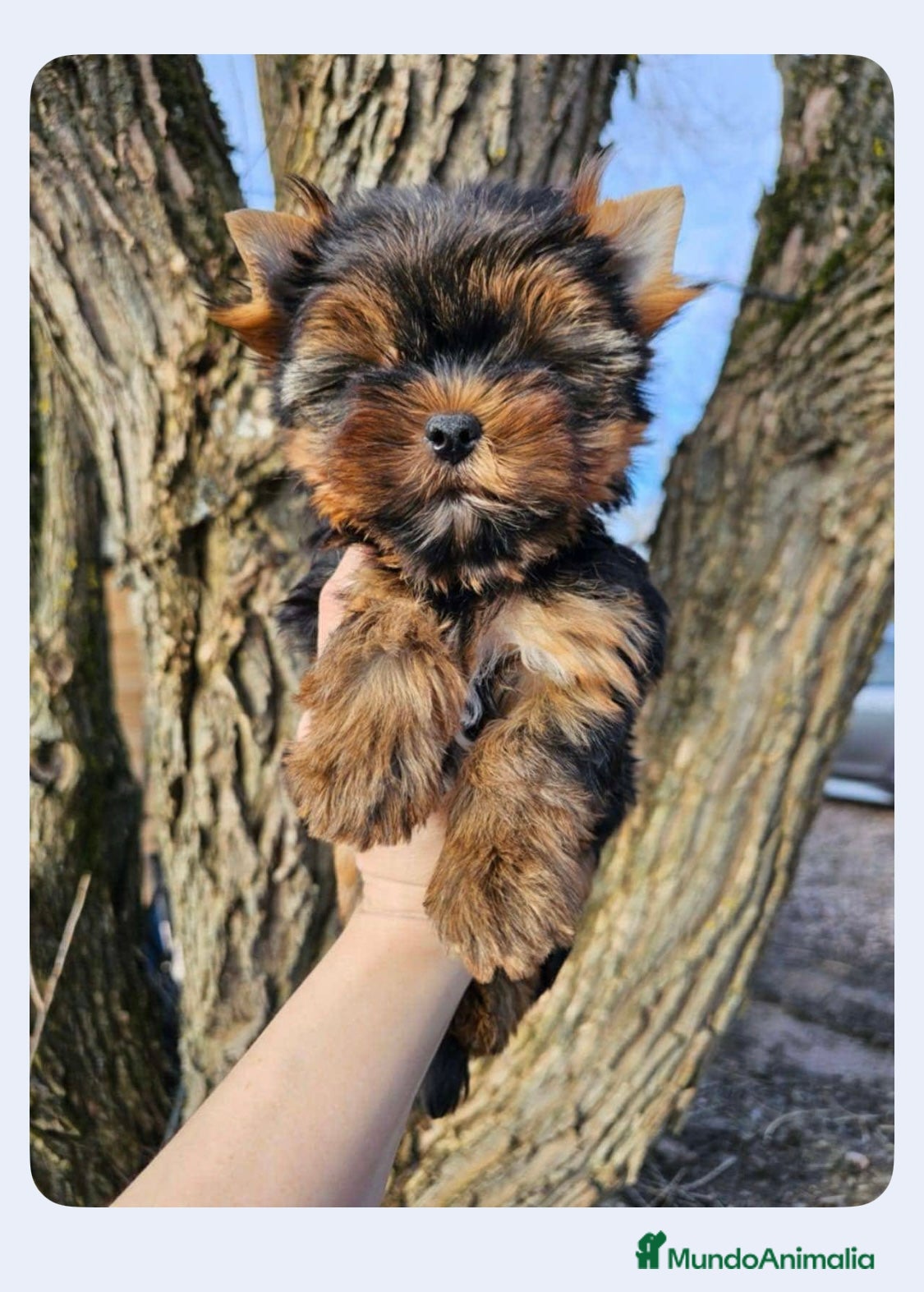Yorkshire Terrier Cachorro 2