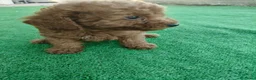 Caniche Toy perros en venta: 🐩  Cachorros Caniche Toy  🐾 - Anuncio 6