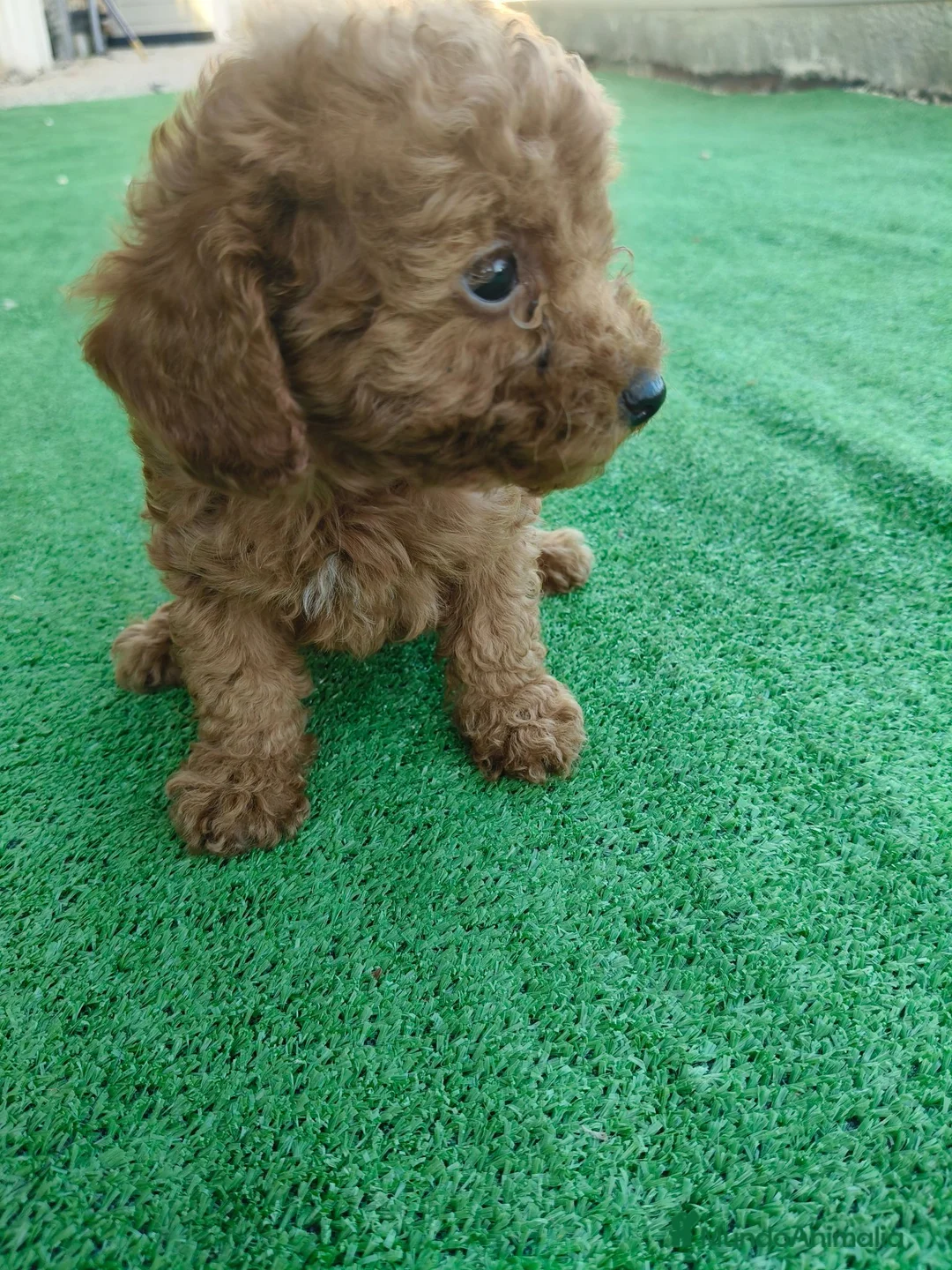 Caniche Toy perros en venta: 🐩  Cachorros Caniche Toy  🐾 - Anuncio 6