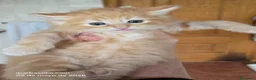 Bosque de Noruega gatos en venta: Bosque de Noruega - Anuncio 15