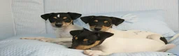 Ratonero Bodeguero Andaluz perros en venta: CACHORRITOS DE BODEGUERO  - Anuncio 4