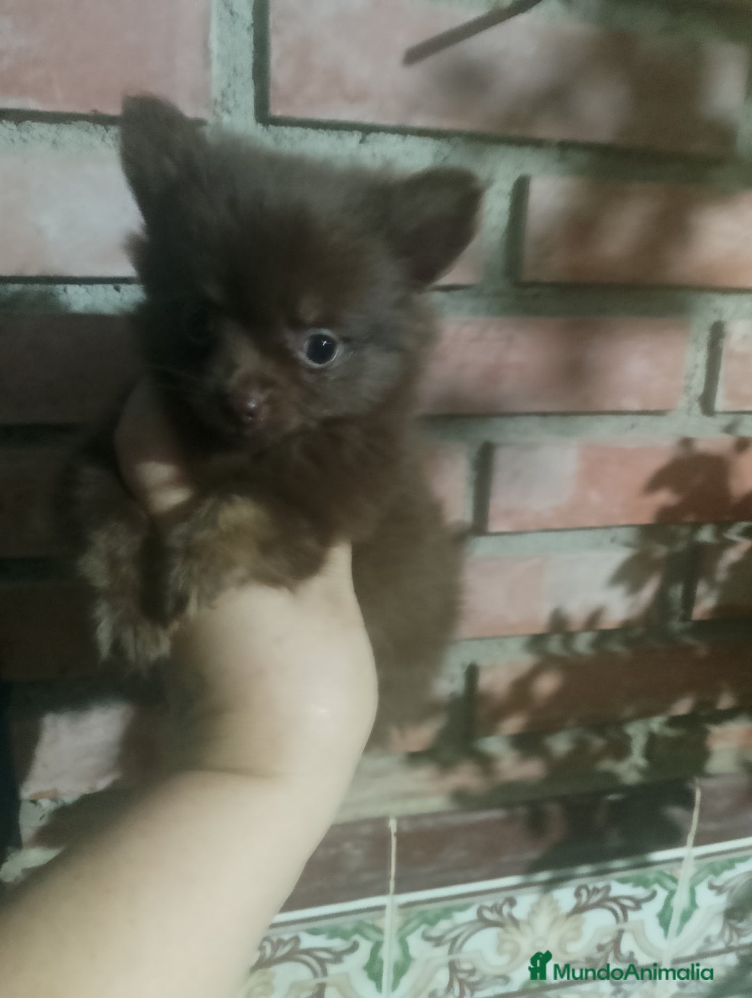Pomchi perros en venta: Pomchi macho toy chocolate  - Imagen 4