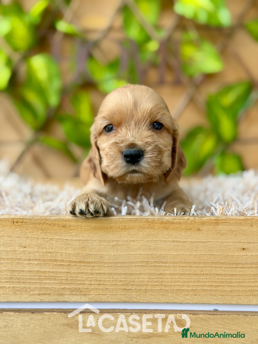 Cocker Spaniel Inglés perros en venta: Camada de Zaida  - Anuncio 4