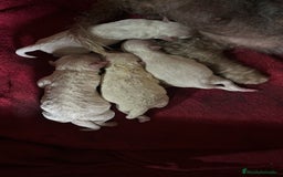 Caniche Toy perros en venta: Caniche blanco nueva camada  - Imagen 2