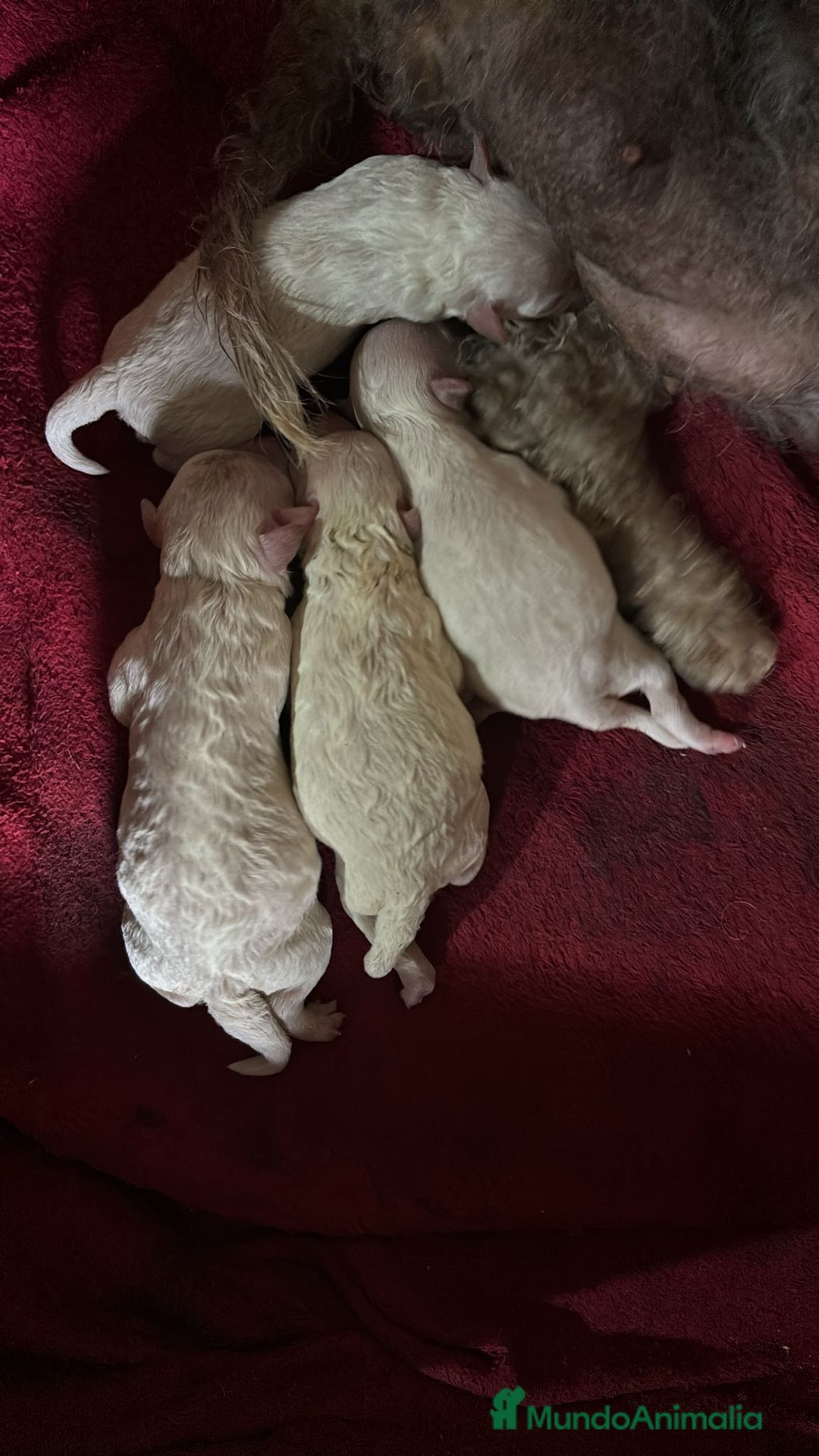 Caniche Toy perros en venta: Caniche blanco nueva camada  - Imagen 2
