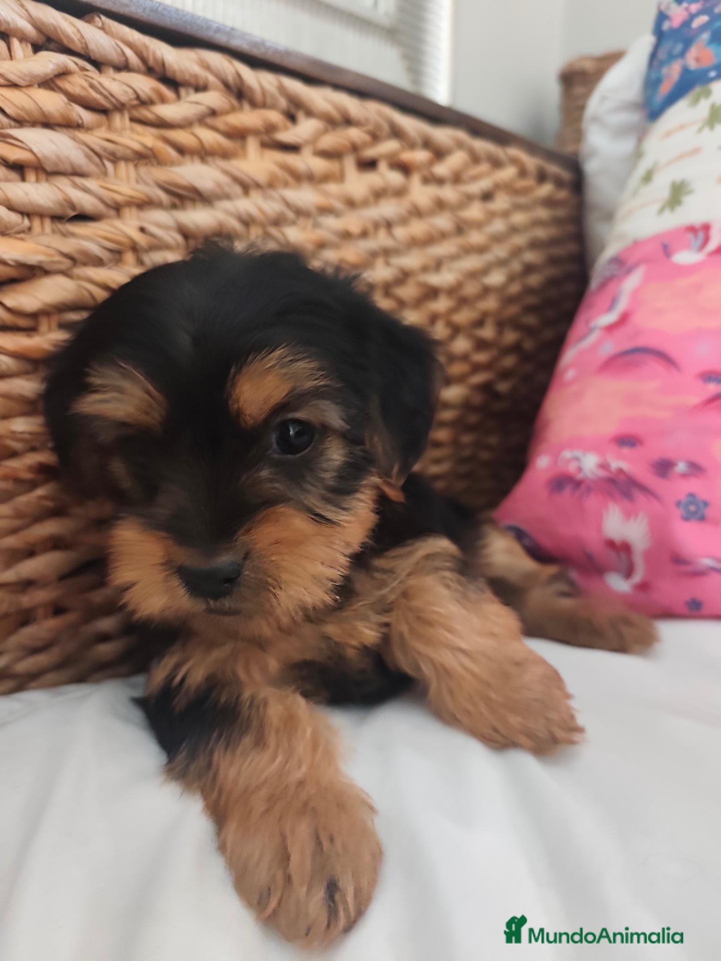 Yorkshire Terrier perros en venta: Yorkshire Terrier  - Anuncio 3