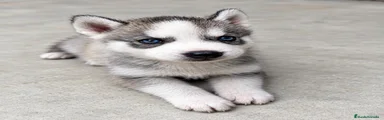 Husky Siberiano 8