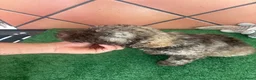 Perro de Agua Español perros en venta: Excelente último cachorrito perro de agua Español - Anuncio 7