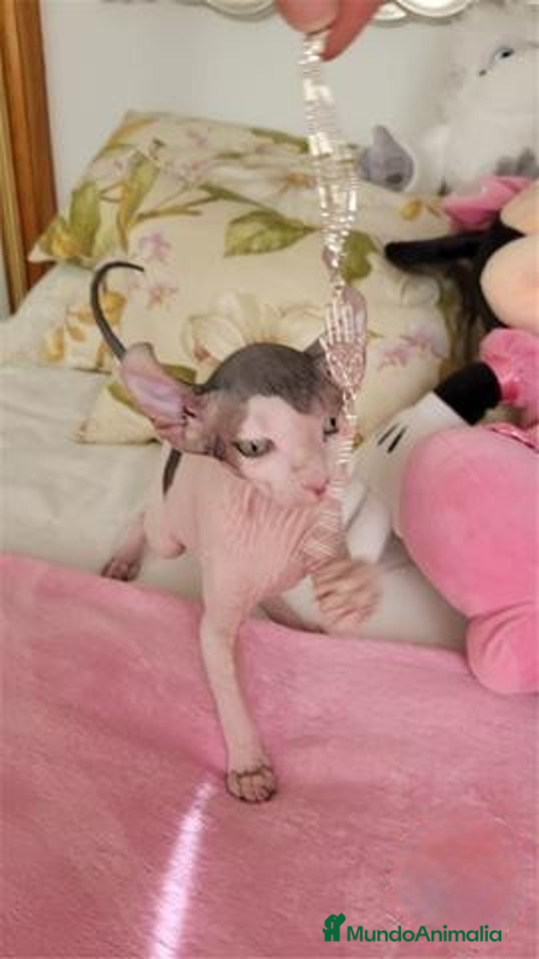 Sphynx gatos en venta: Hembra sphynx elfo tacto terciopelo en Madrid - Imagen 3