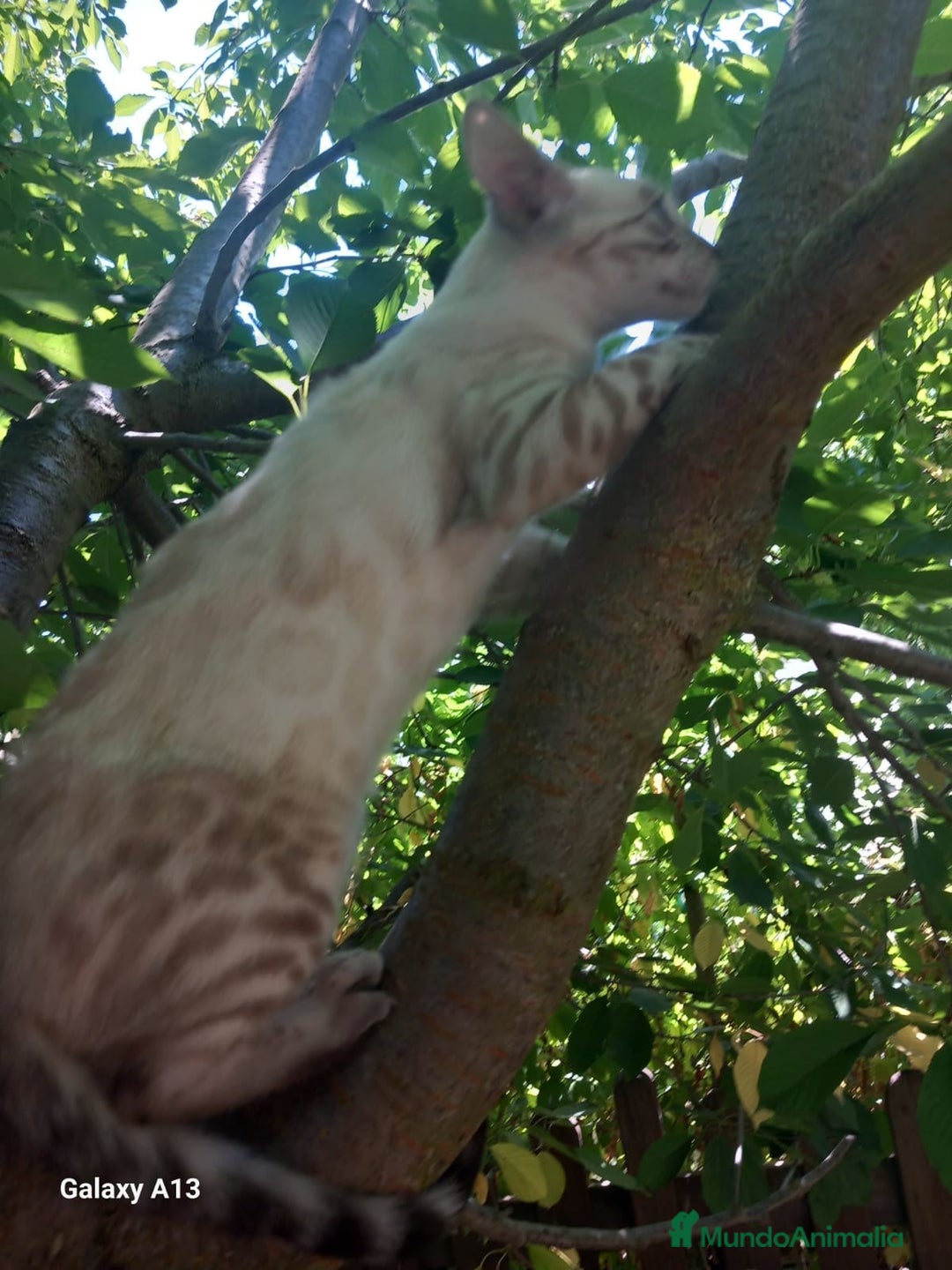 Bengalí gatos en venta: Disponible gatita Bengali - Imagen 3