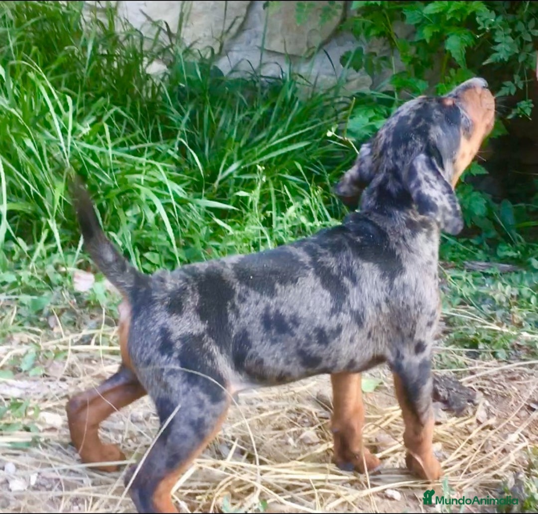 Pinscher Miniatura perros en venta: Caraby Harlequin Pinscher miniatura  en Alicante - Anuncio 11