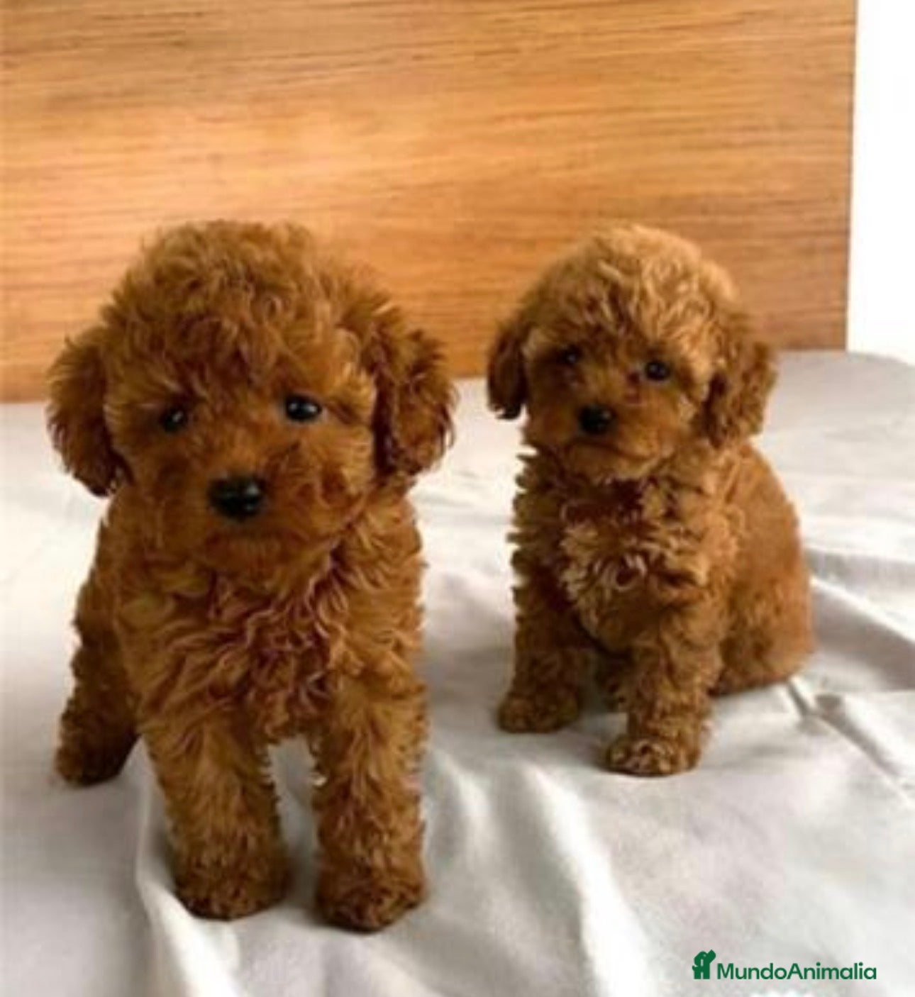 Caniche Toy perros Caniche toy - Anuncio 1