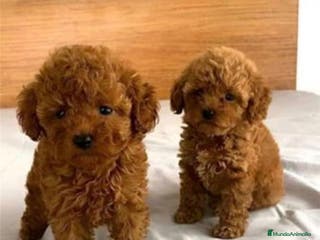 Caniche Toy perros Caniche toy - Anuncio 1