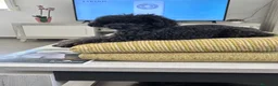 Caniche Toy perros en venta: Caniche Toy macho - Anuncio 1