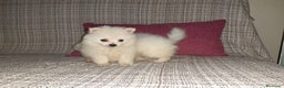 Pomerania perros en venta: Pomeranias de Lulú en Badajoz - Anuncio 1