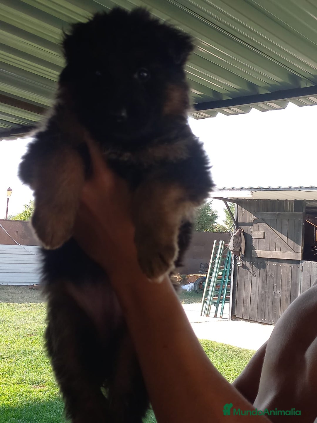 Pastor Alemán perros en venta: PASTOR ALEMAN PELO LARGO (BELLEZA) - Imagen 5