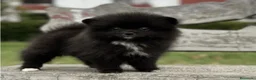 Pomerania perros en venta: Pomerania mini - Anuncio 2