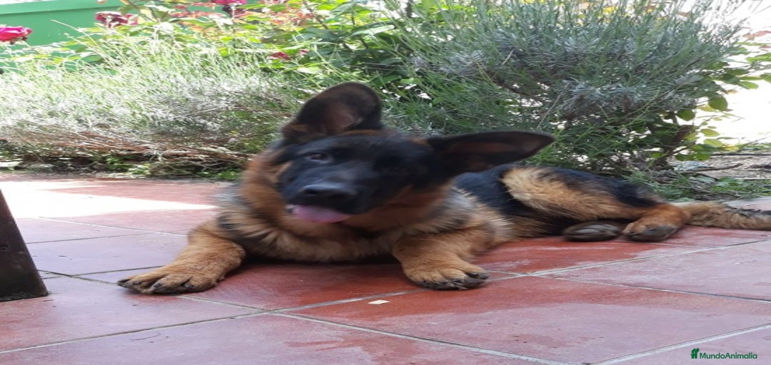 Imagen de galería {{count}}