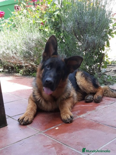 Imagen de galería {{count}}