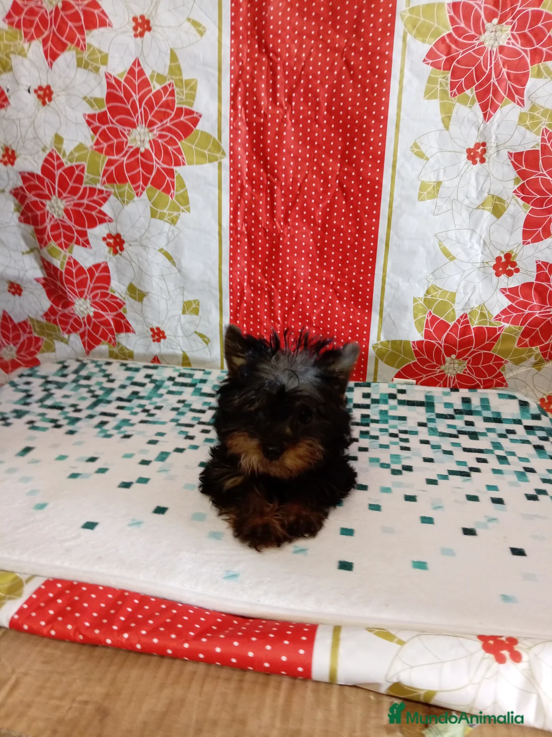 Yorkshire Terrier perros en venta: Yorshire toy  - Anuncio 1