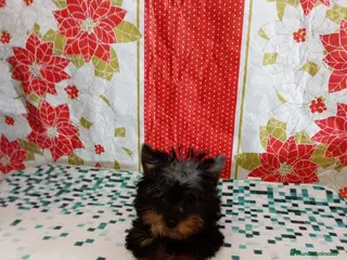 Yorkshire Terrier perros Yorshire toy - Anuncio 2