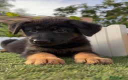 Pastor Alemán perros en venta: PASTOR ALEMAN HEMBRA - Imagen 9