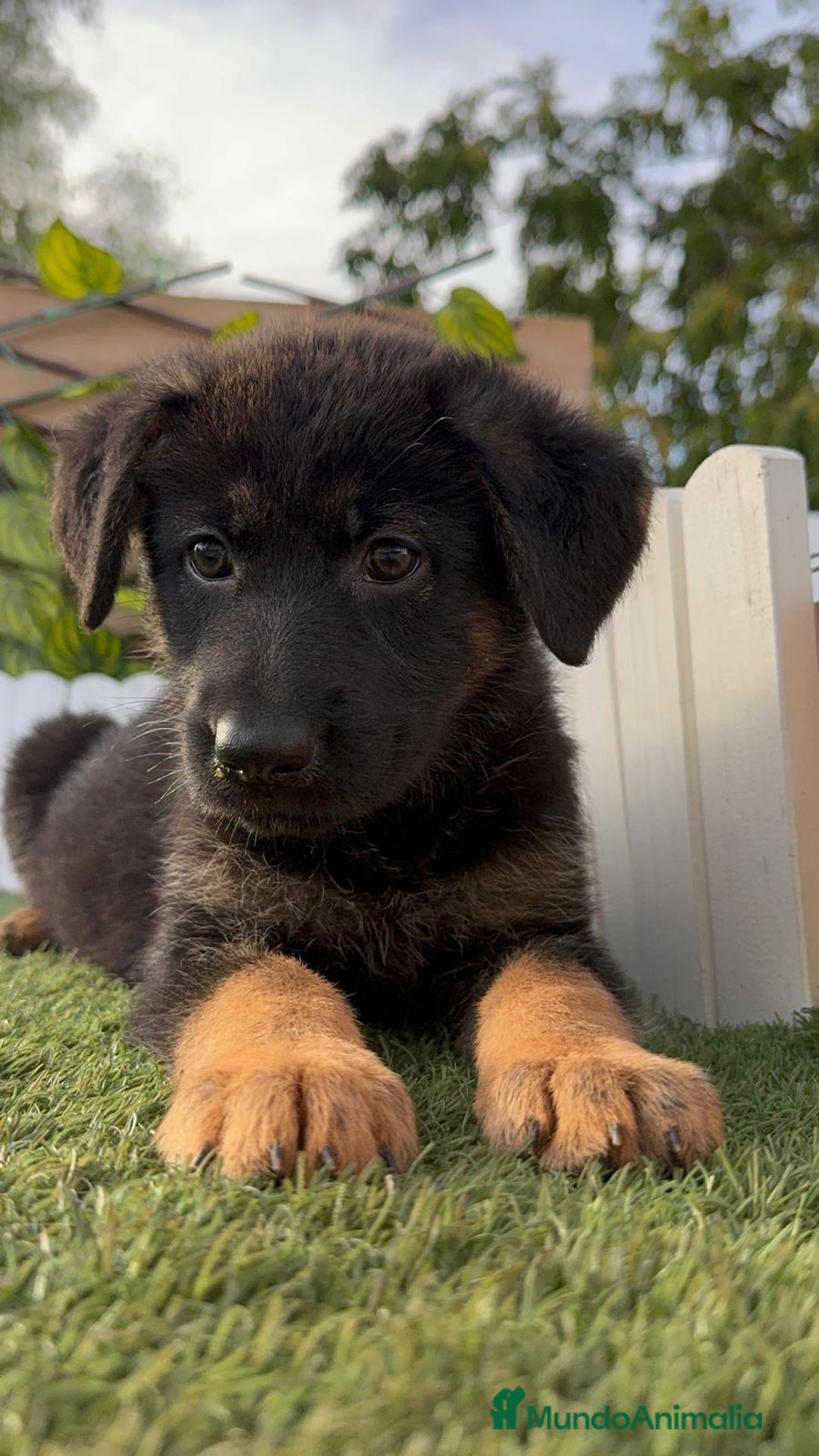 Pastor Alemán perros en venta: PASTOR ALEMAN HEMBRA - Imagen 9