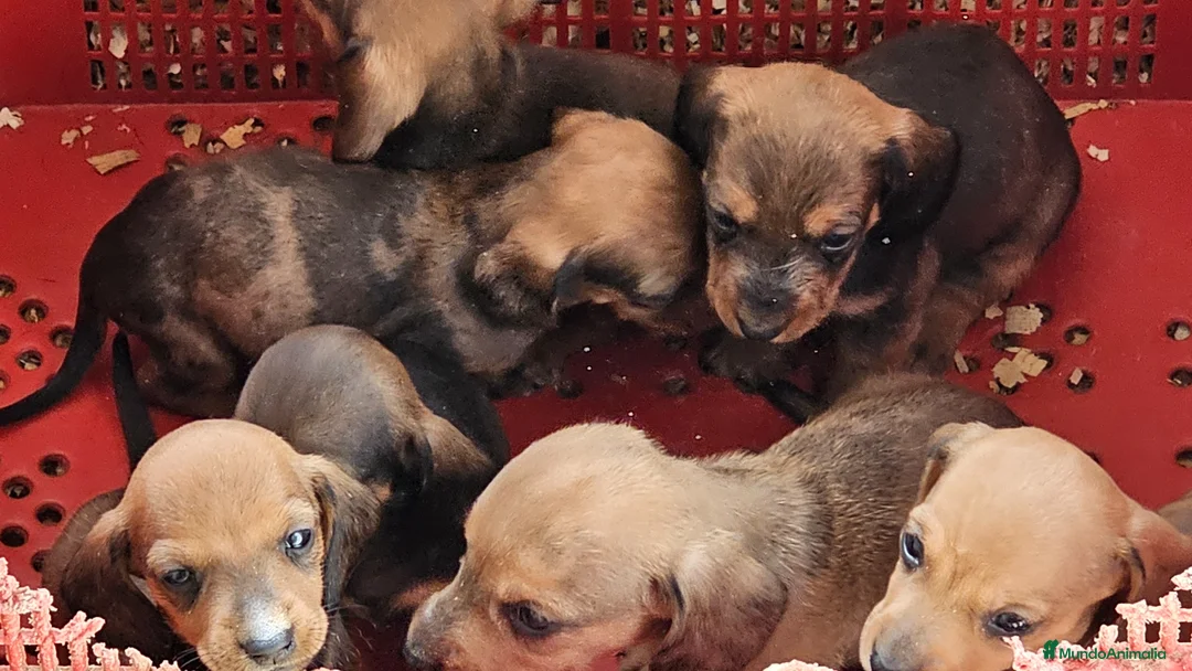 Teckel perros en venta: Adorables cachorritos de teckel  - Anuncio 1
