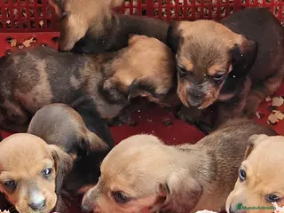 Teckel perros Adorables cachorritos de teckel - Anuncio 1