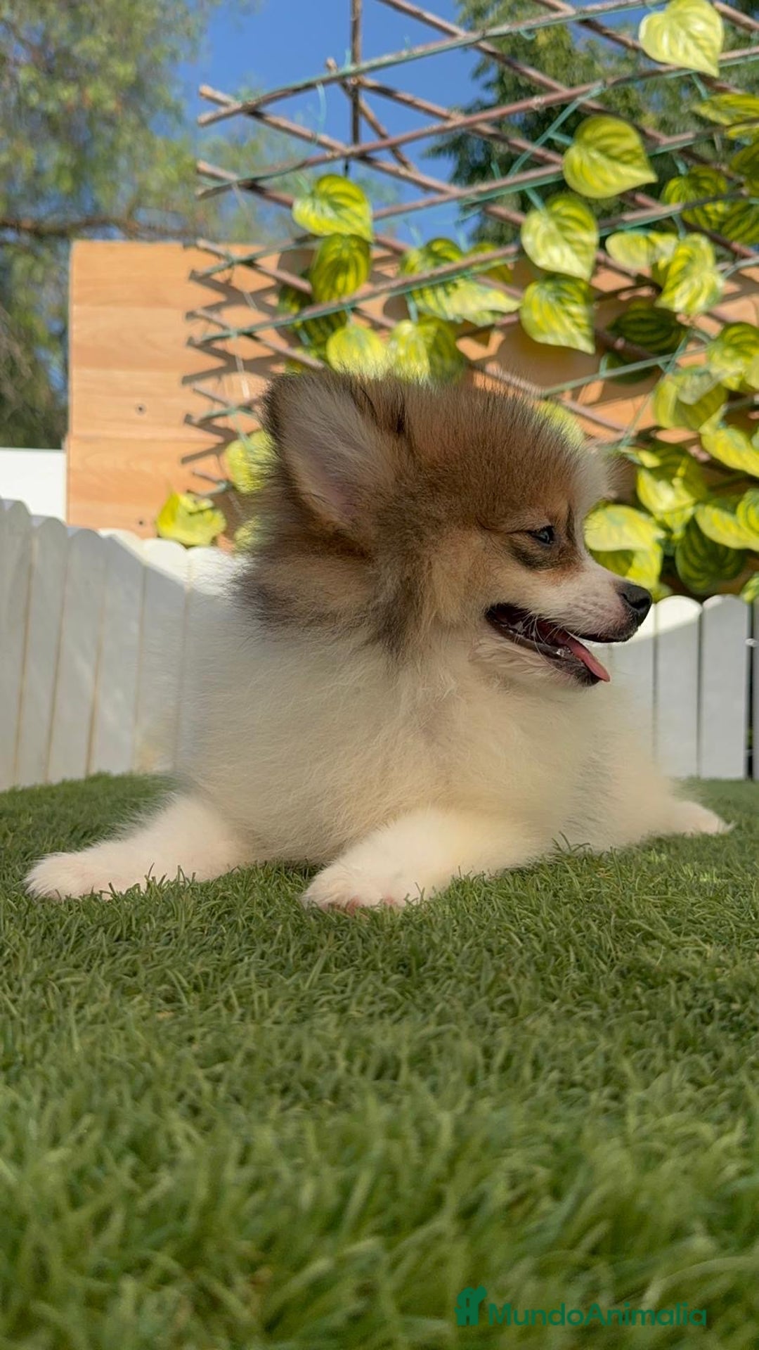 Pomerania perros en venta: POMERANIA MACHO ENVIO A TODA ESPAÑA - Imagen 19