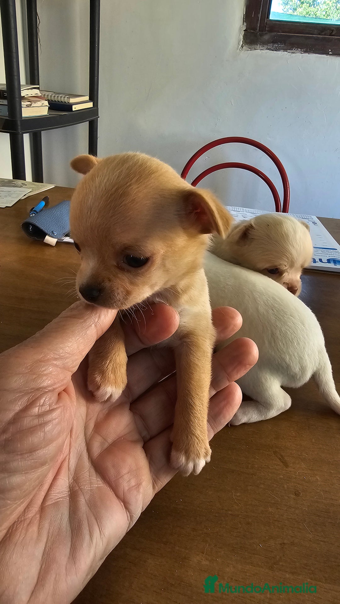 Chihuahua perros en venta:  lindos chihuahuas - Anuncio 3