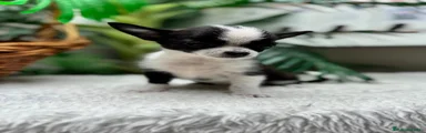 Chihuahua 1