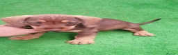 Teckel Miniatura perros en venta: Teckel miniatura ♂️♀️ - Anuncio 2