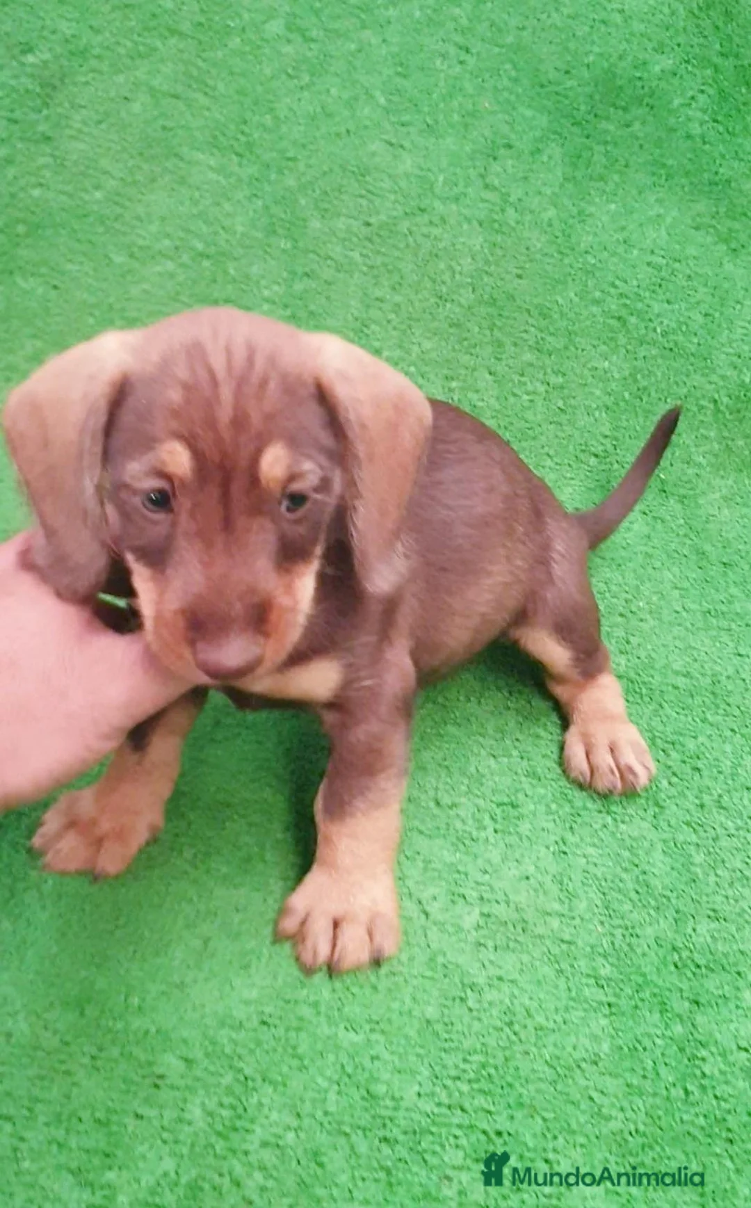 Teckel Miniatura perros en venta: Teckel miniatura ♂️♀️ - Anuncio 2