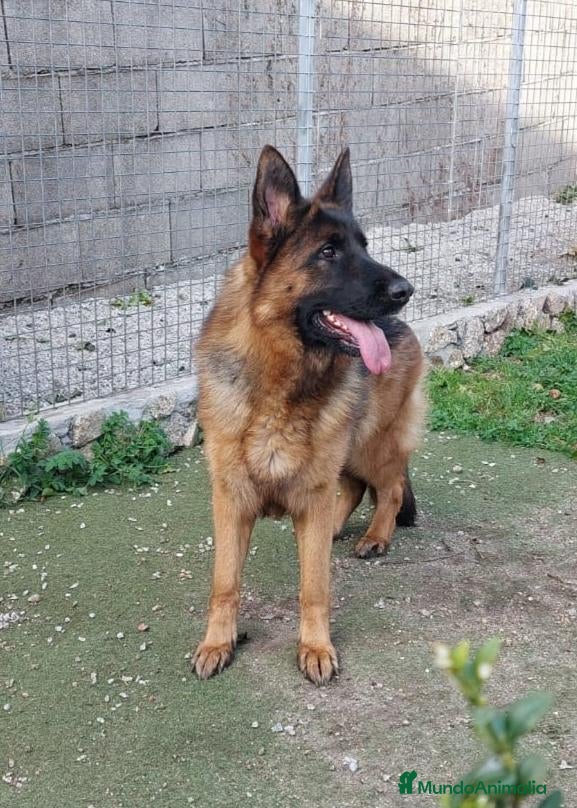 Pastor Alemán perros en venta: Hembra adulta pastor alemán Pedigree excelente  - Anuncio 1