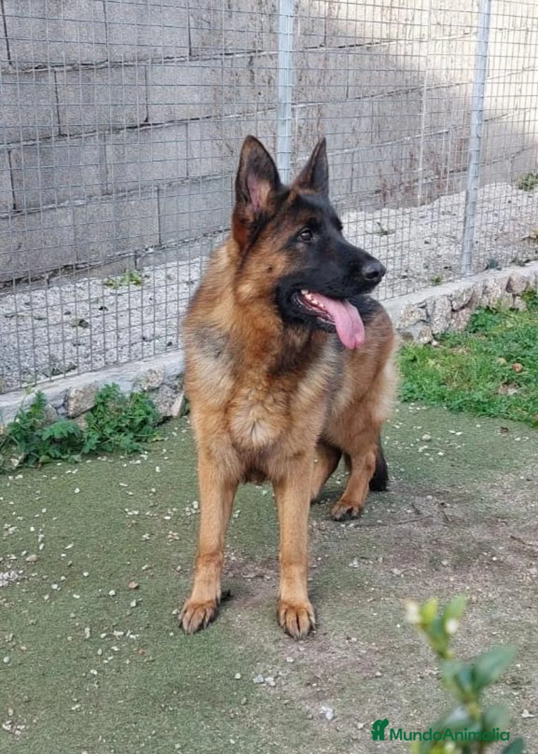Pastor Alemán perros en venta: Hembra adulta pastor alemán Pedigree excelente  - Anuncio 1