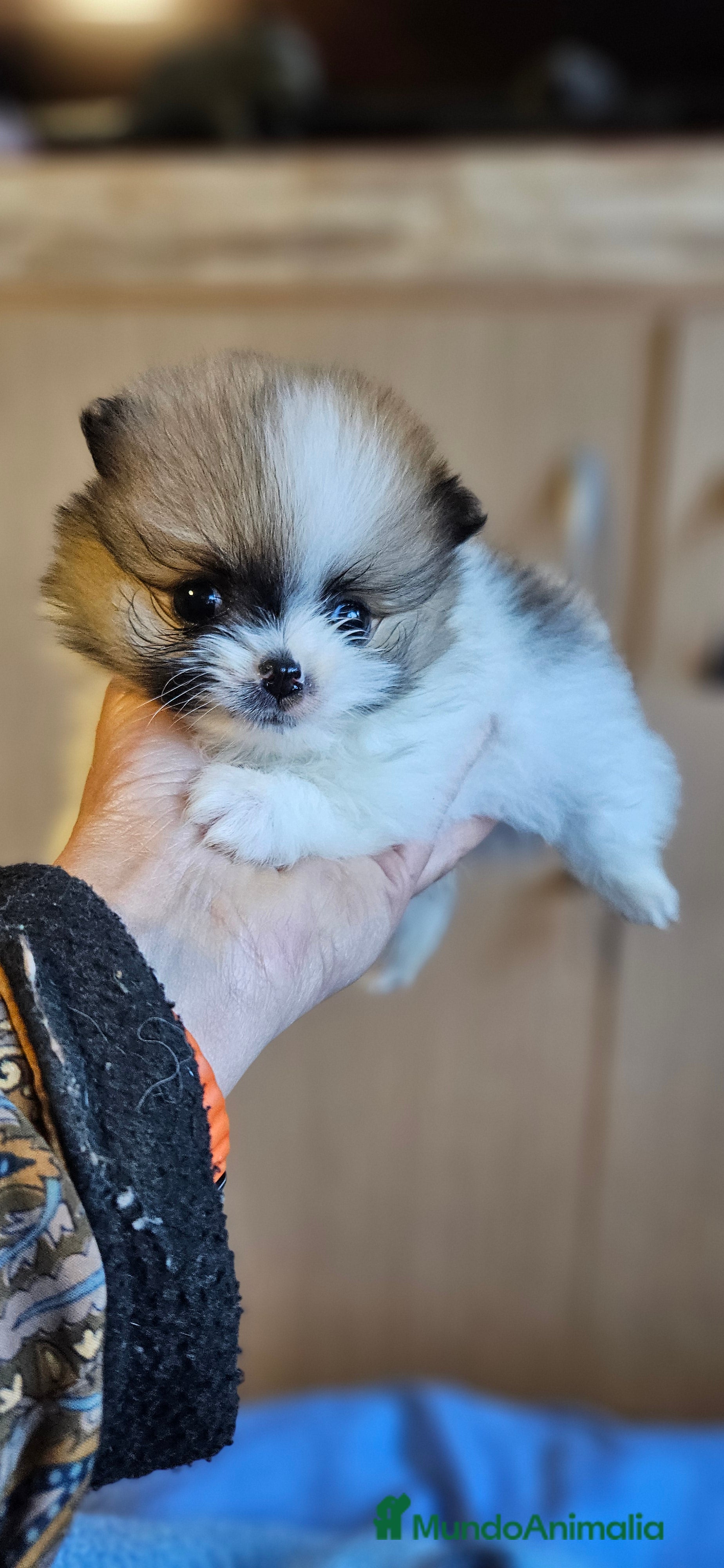 Pomerania perros Lulú d pomerania  - Anuncio 24