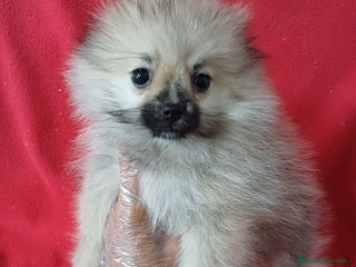 Pomerania perros - Anuncio 1