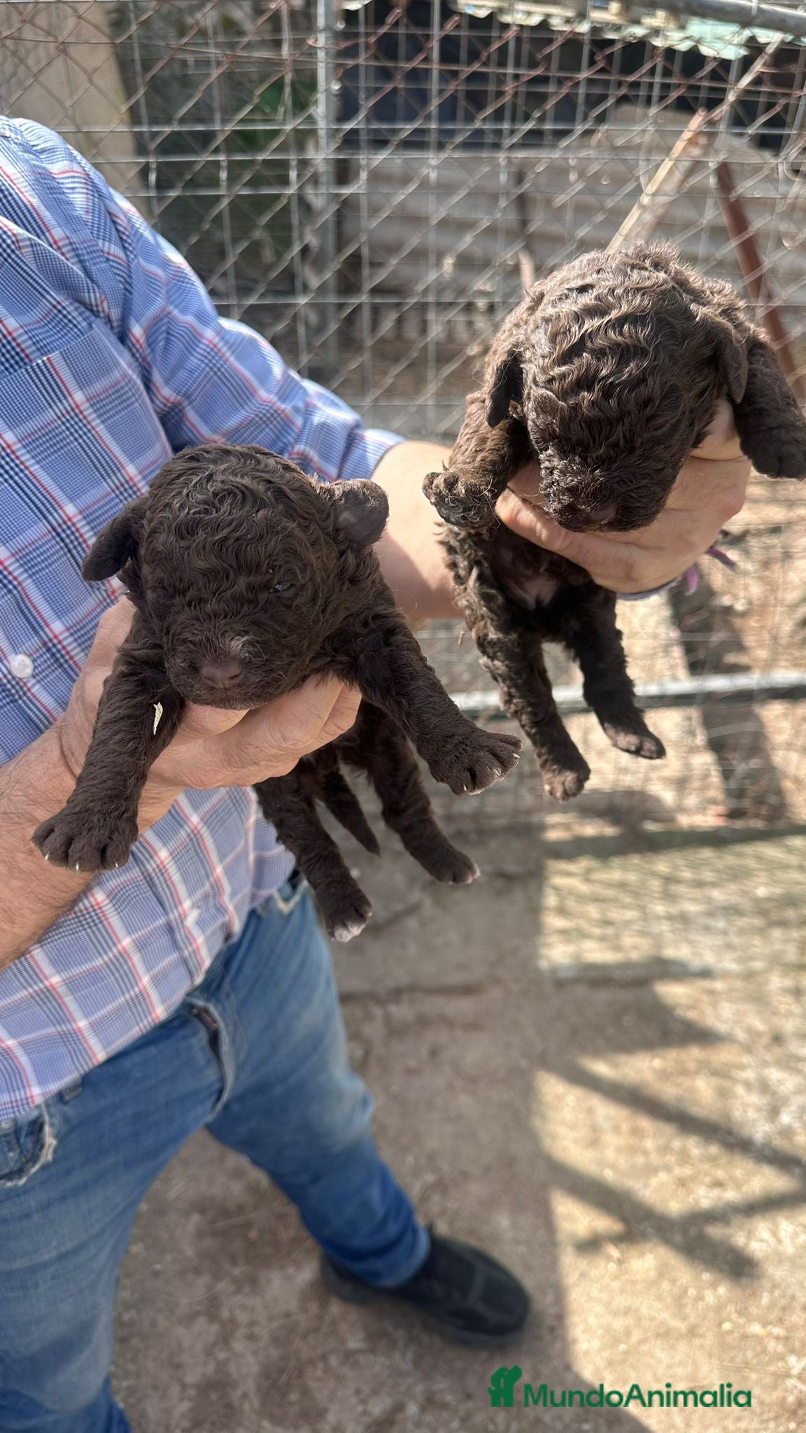 Perro de Agua Español perros PERRO DE AGUA ESPAÑOL - Anuncio 14