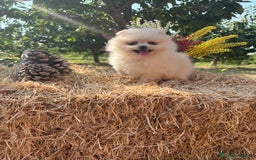 Pomerania perros en venta: Pomerania Macho disponible  - Imagen 4