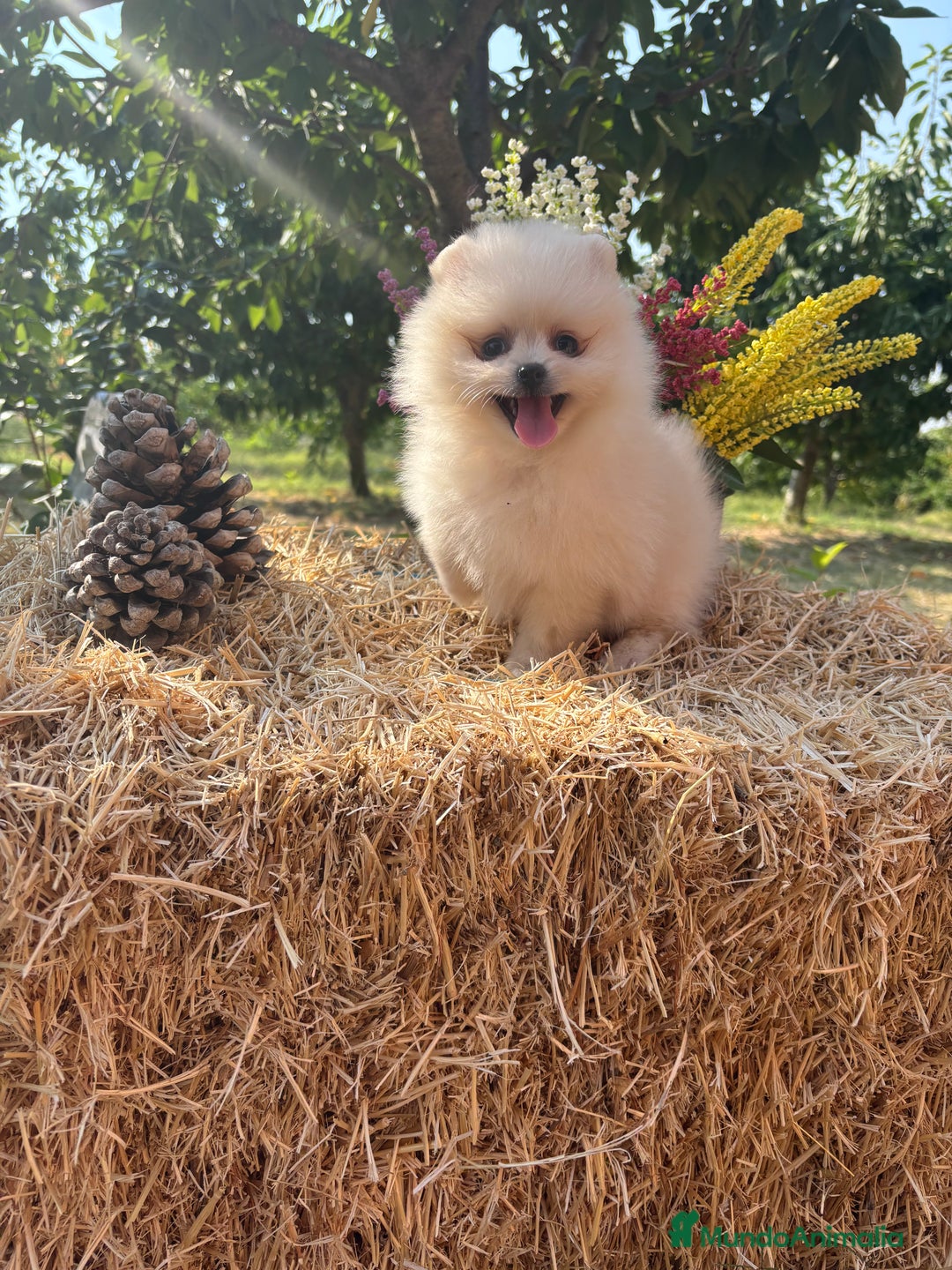 Pomerania perros en venta: Pomerania Macho disponible  - Imagen 4