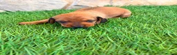Teckel Miniatura perros en venta: Teckel miniatura rojizo - Anuncio 4