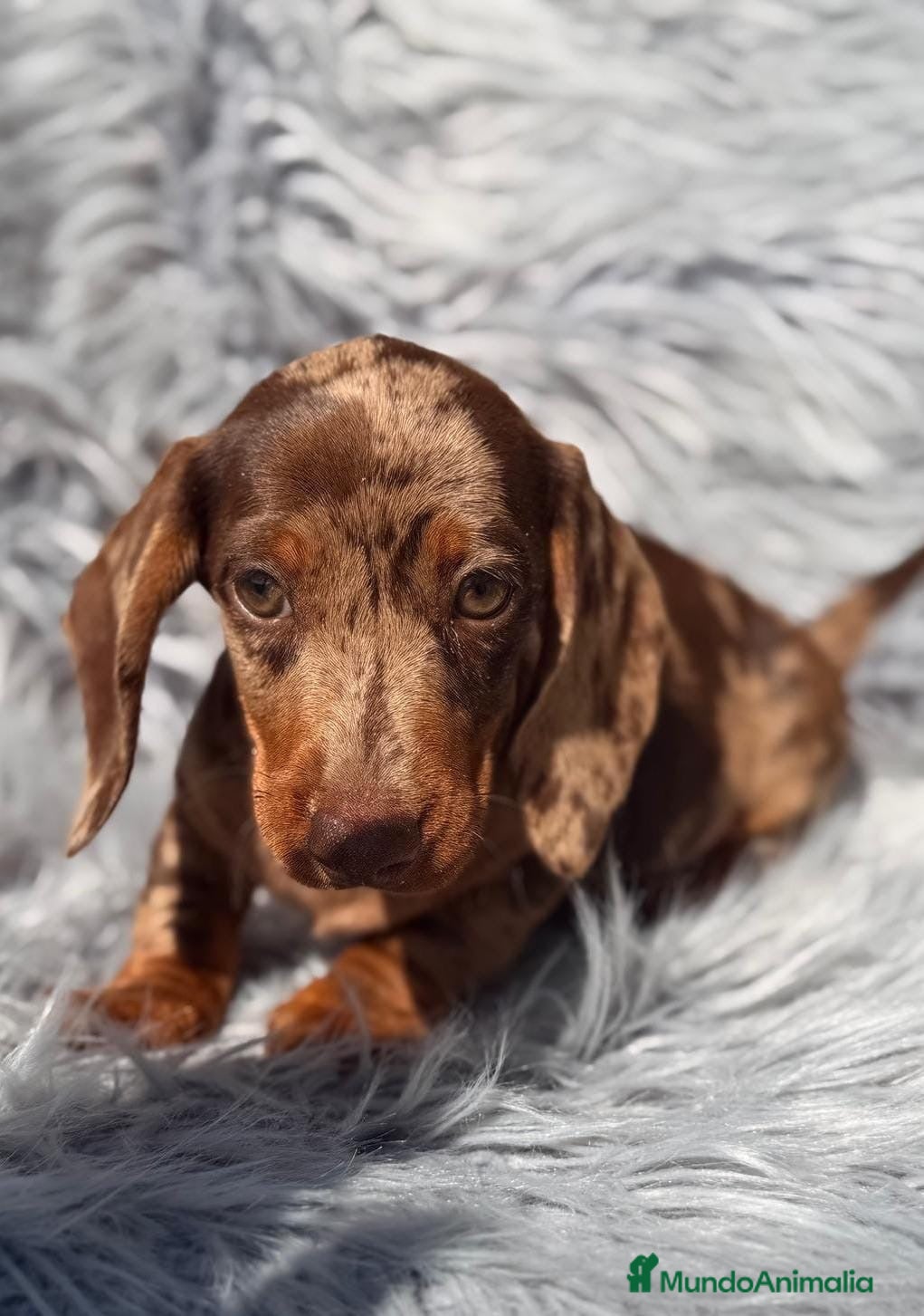 Teckel Miniatura perros en venta: Camada teckel,diferentes colores - Anuncio 1