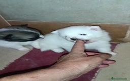 Pomerania perros en venta: LINDOS POMERANIAS CHIQUITINES DESDE 800 € - Imagen 4