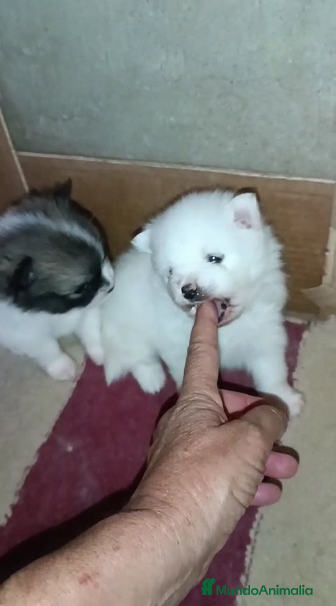 Pomerania perros en venta: LINDOS POMERANIAS CHIQUITINES DESDE 800 € - Imagen 4