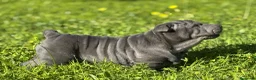 Shar Pei perros en venta: ULTIMO CACHORRO AZUL BLUE - Anuncio 1