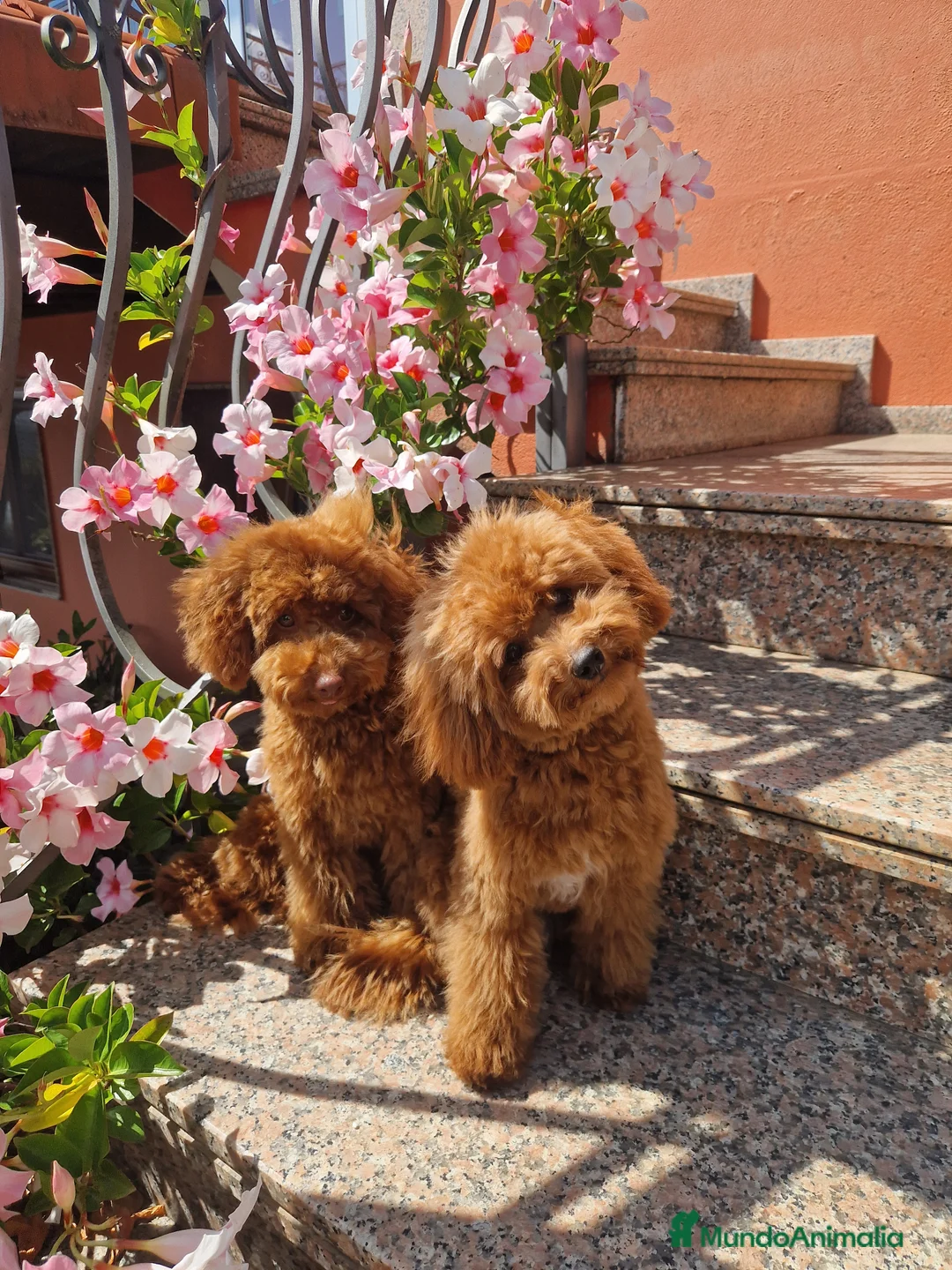 Imagen de galería {{count}}