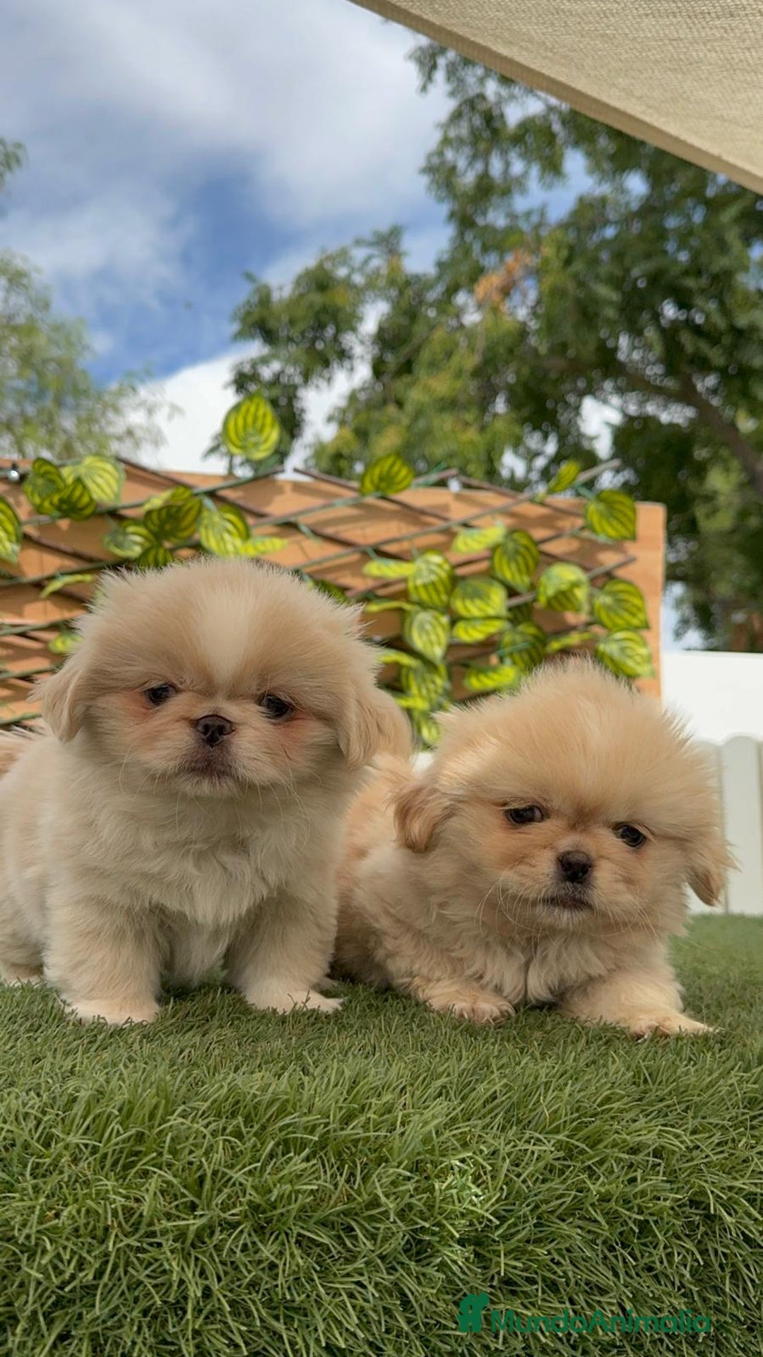 Pekinés perros en venta: PEKINES HEMBRAS - Imagen 11