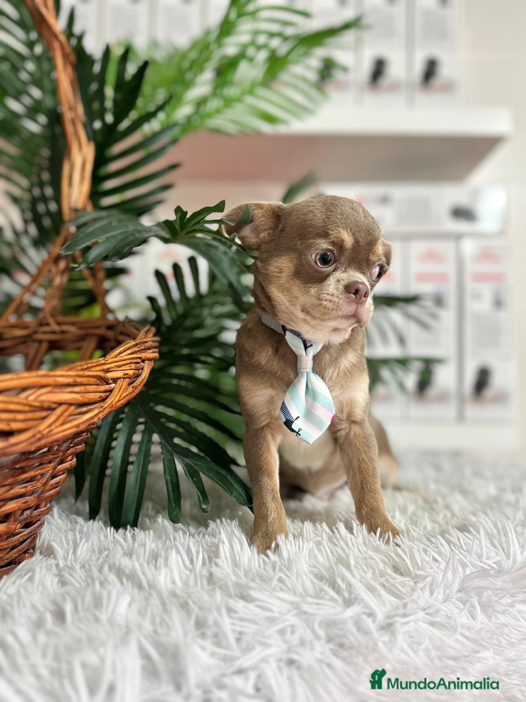 Chihuahua perros en venta: CHIHUAHUA MACHO - Anuncio 13